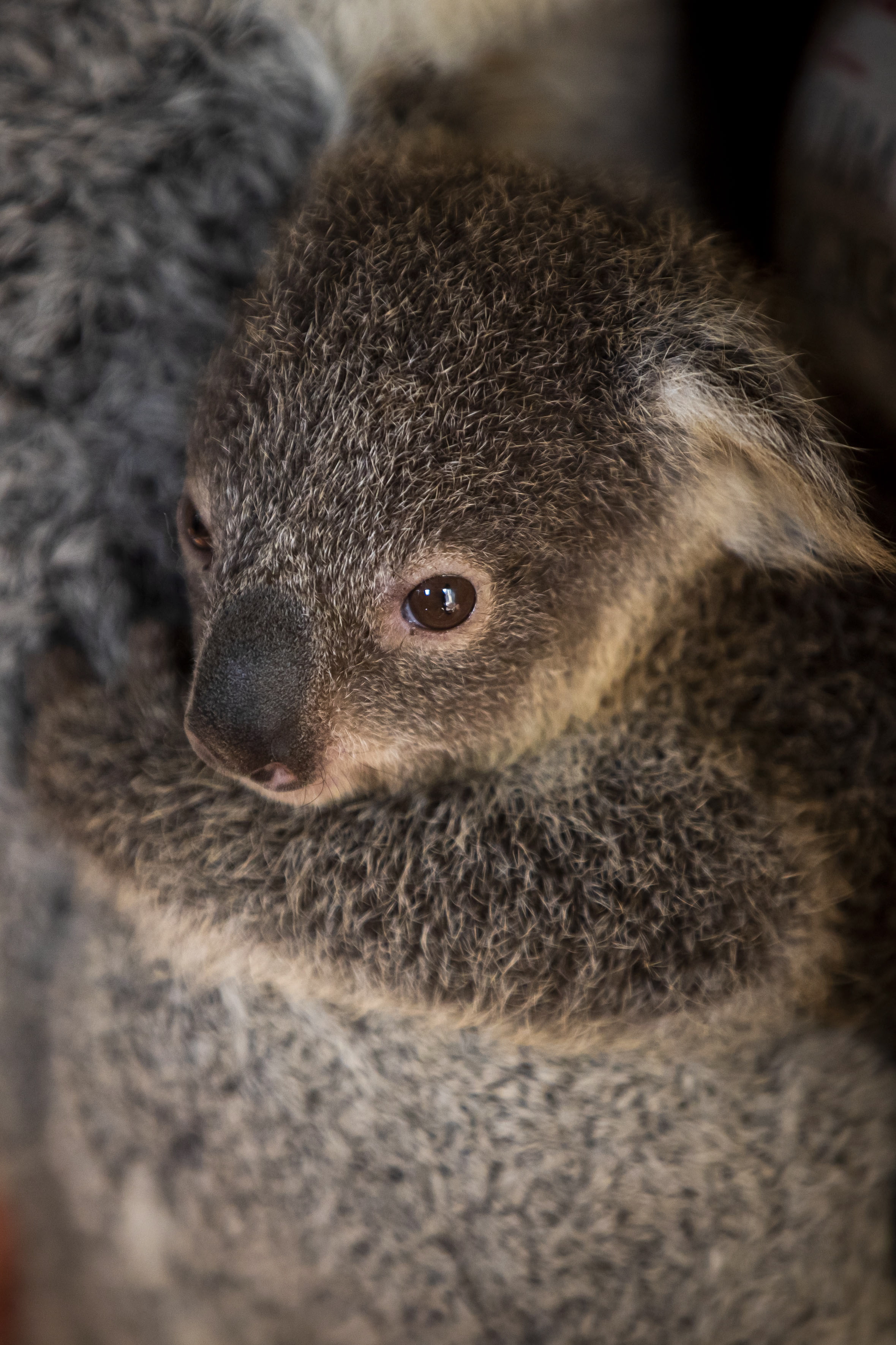 里斯本动物园的小考拉