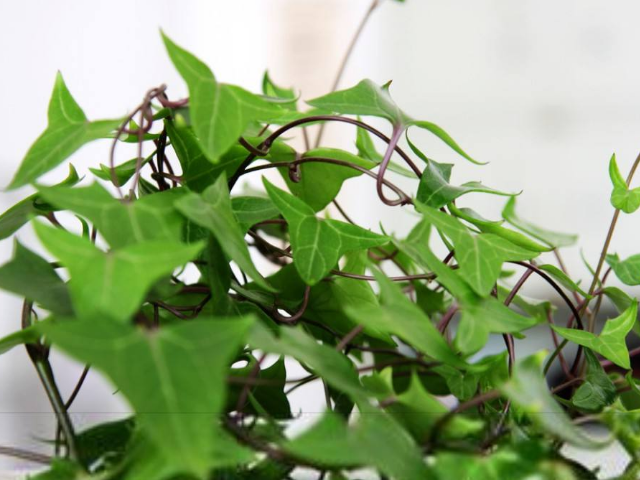 西洋常春藤是攀援性植物,叶片亮丽光泽,是垂直绿化的重要材料