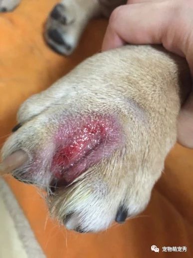 「趾间炎」狗狗指间炎治疗方法教程,宠物趾尖脓肿怎么