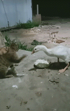 搞笑gif:看我好欺负是吧!叫了这么多的兄弟!