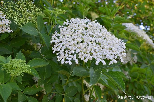 1盆土選擇 盆栽養殖接骨木,需要選擇透氣性和排水性較好的花盆,花盆最