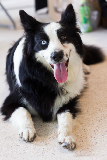 特点是聪明,学习能力强,理解力高,容易训练,善于和