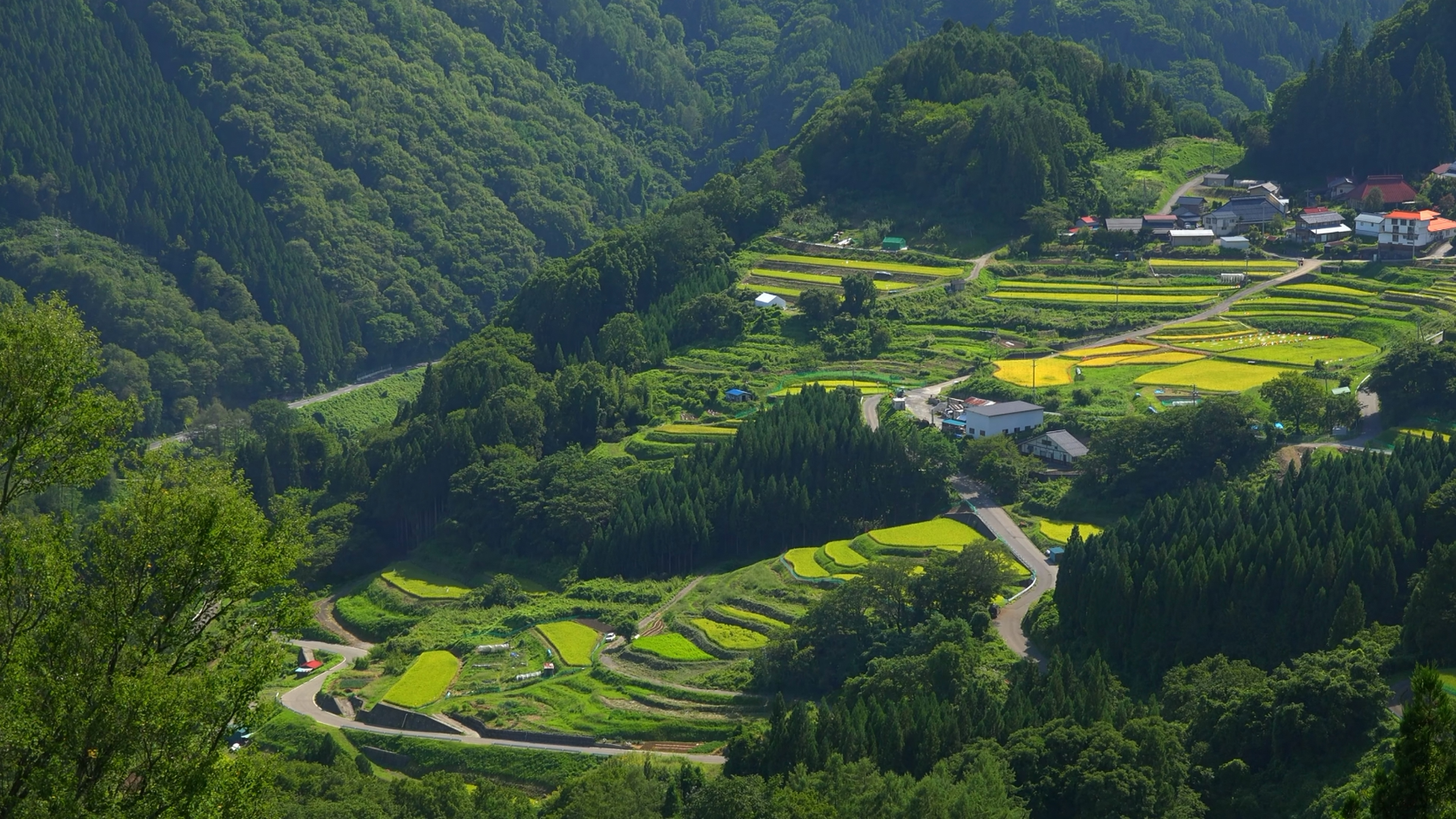 看风景 生机勃勃的农田