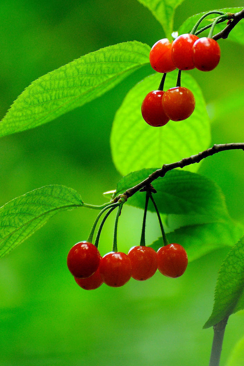 雨后的樱桃,娇艳欲滴