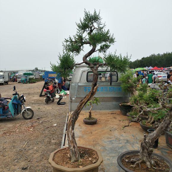 市场上出售的盆景