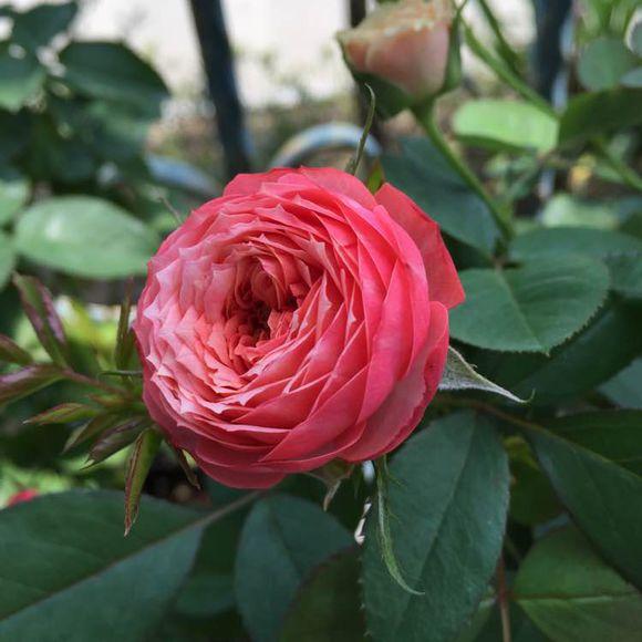 月季"海神王"一盆花不同时期不同阶段,都开出不同颜色及花型