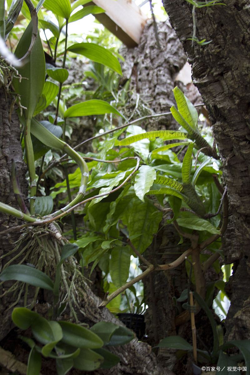 农村的篱笆也是味中药!内服通络补益,外敷消肿除湿