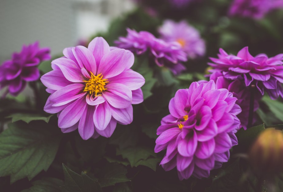 鲜花欣赏:分享几张斑斓好看的鲜花美图,你知道吗