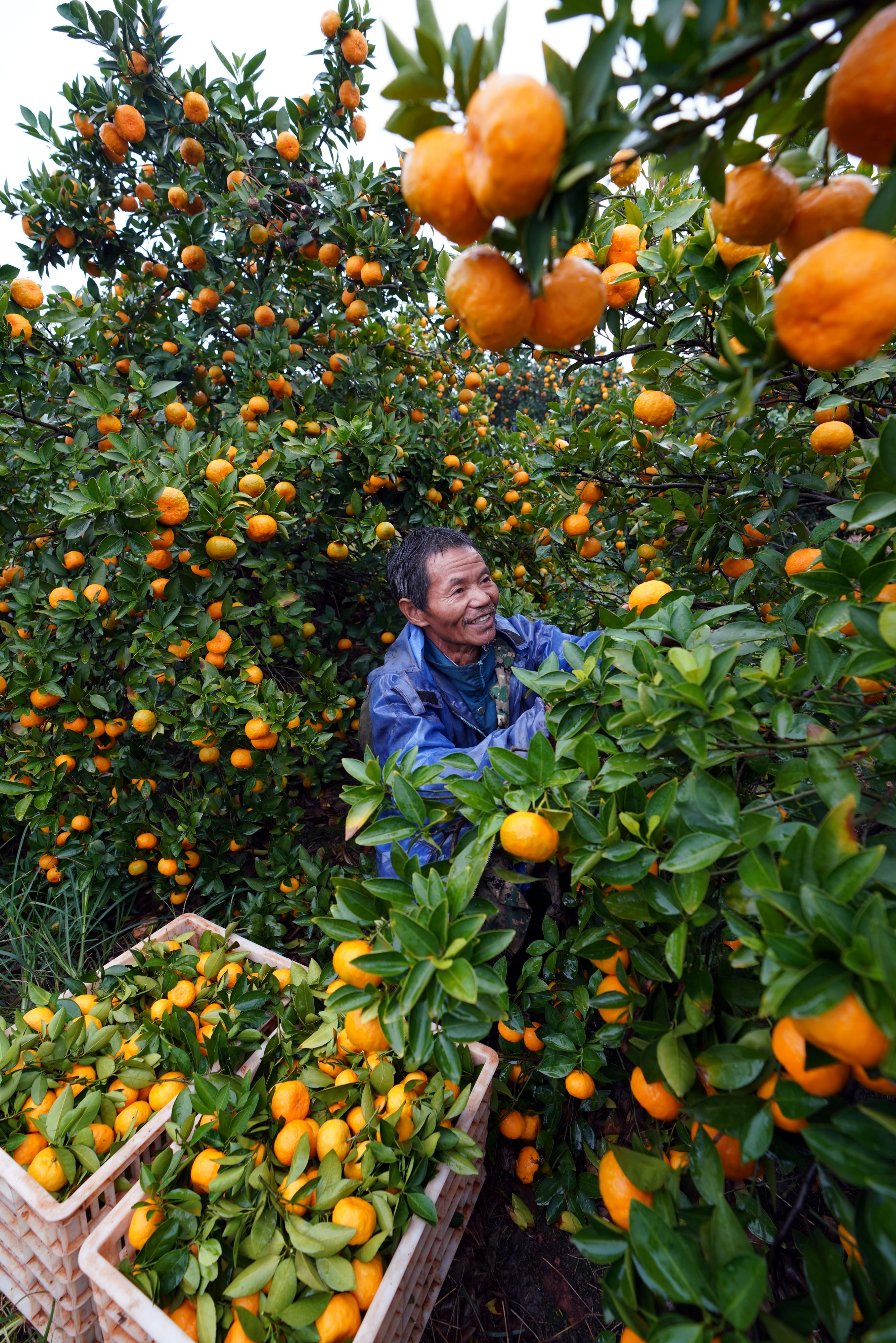 江西新余:发展蜜桔产业 助力脱贫致富(1)