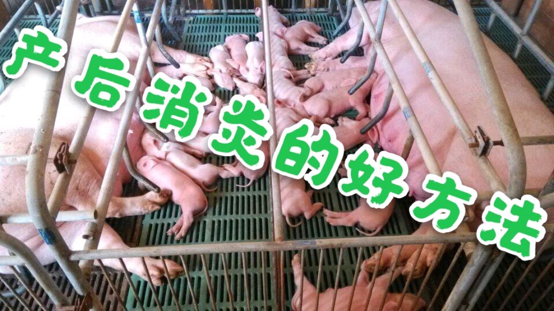 母猪产后消炎方法大比拼!来看看哪种方法最有效