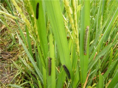 水稻粘虫这样治,一季无害,干净又彻底!