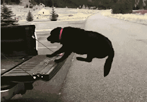 搞笑gif图:小伙的手机壁纸在哪里偷来的,后面出现的