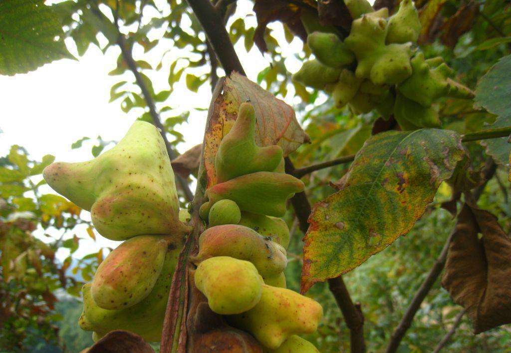 五倍子比较珍贵,在人工栽种的时候,这4个要点一定要掌握!