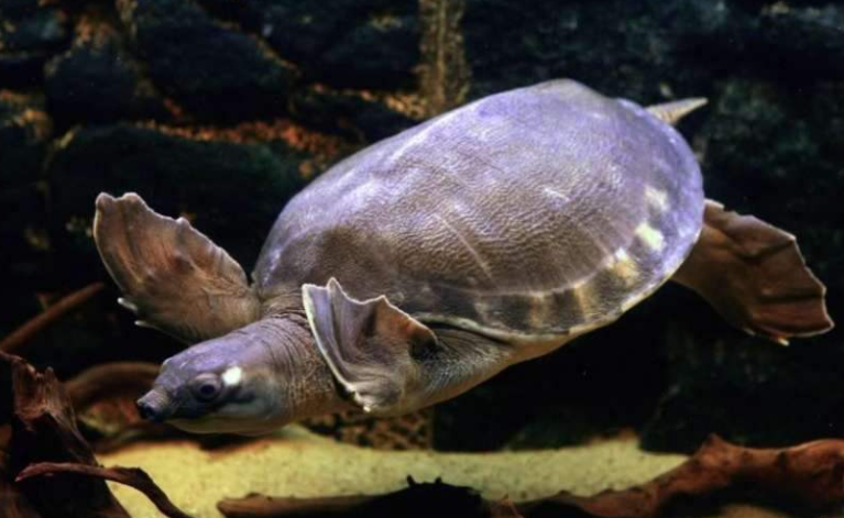 爬宠奇闻:猪鼻龟,长相很凶其实性格温顺