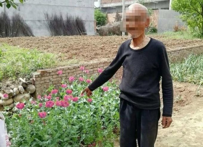 陕西75岁老人种植95株罂粟被查获并销毁,老人:用来给老伴治病的