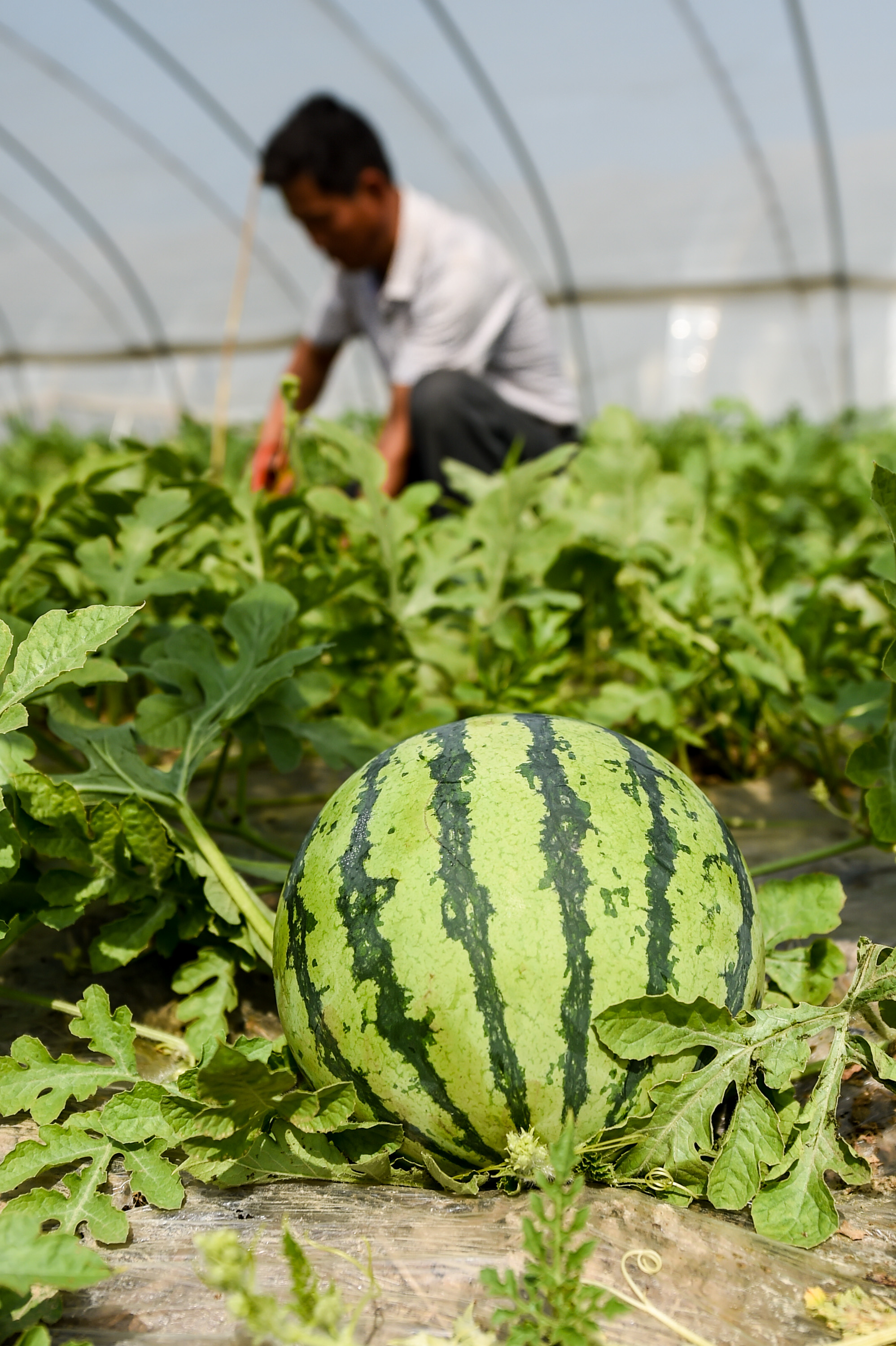 江苏宿迁:早熟西瓜抢"鲜"上市(3)