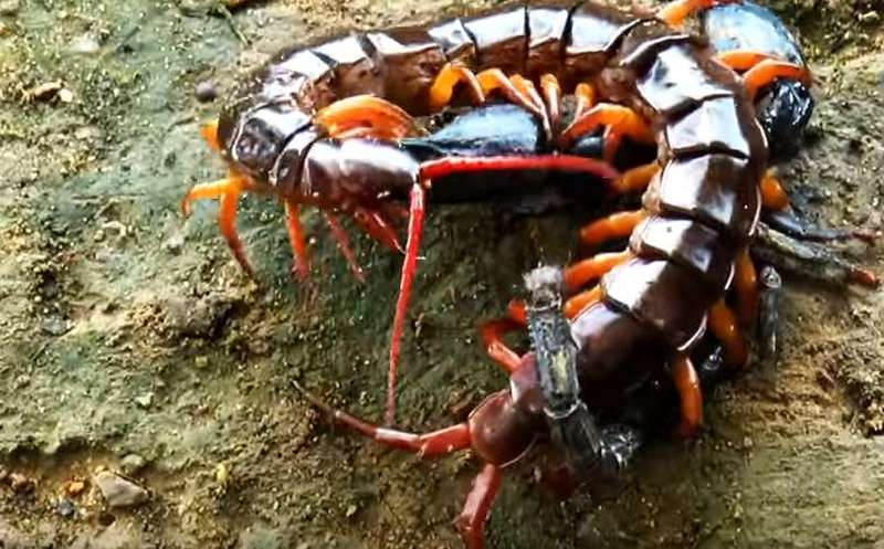 蝎子和蜈蚣大战，谁才是最后的胜利者1.5万次播放03:49继续观看立即下载好