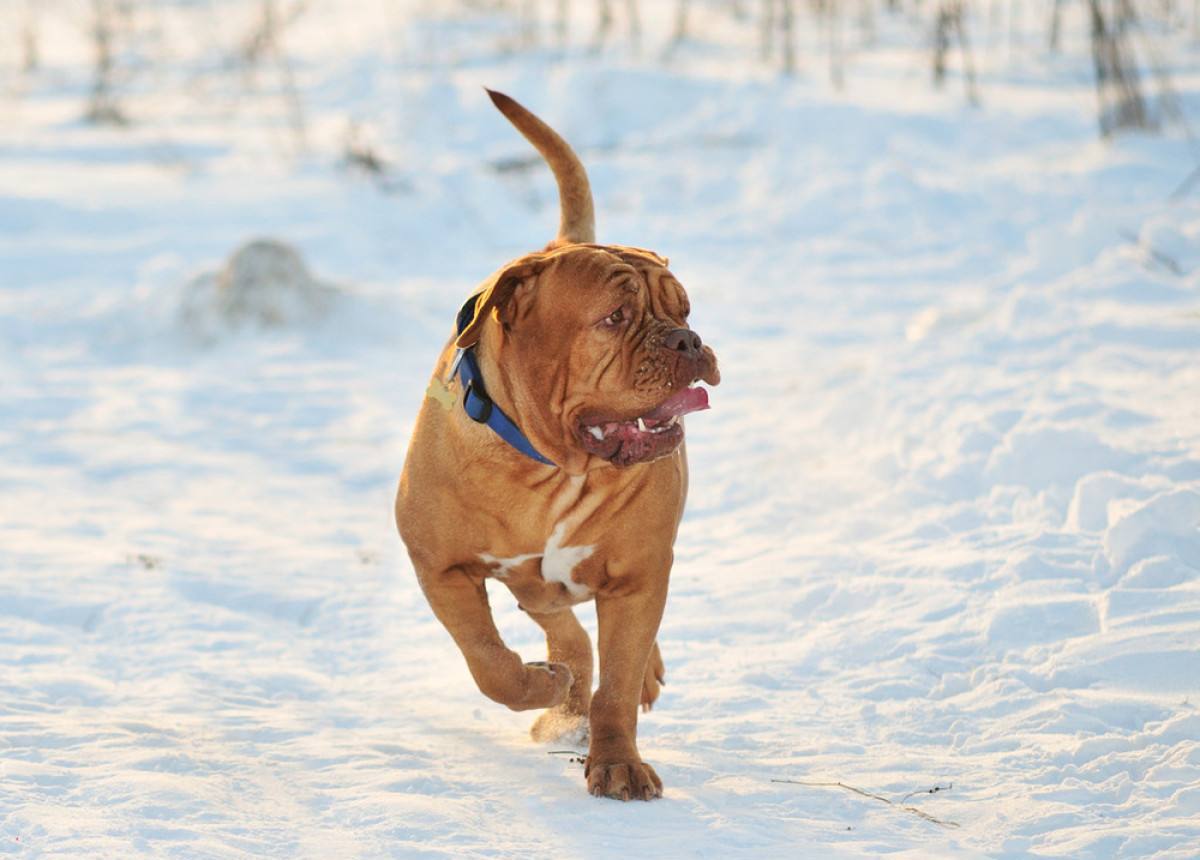 凶猛的波尔多犬,你害怕了吗?