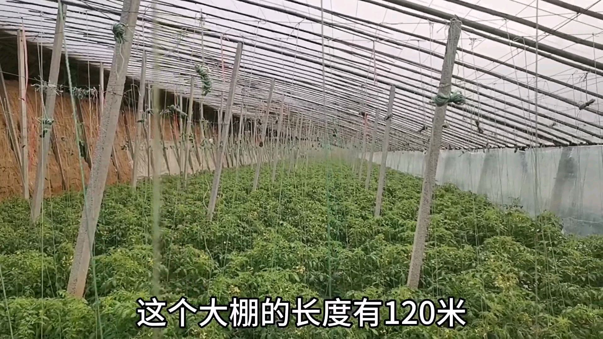 走进蔬菜之乡山东寿光蔬菜大棚,里面的西红柿真美,大长见识了