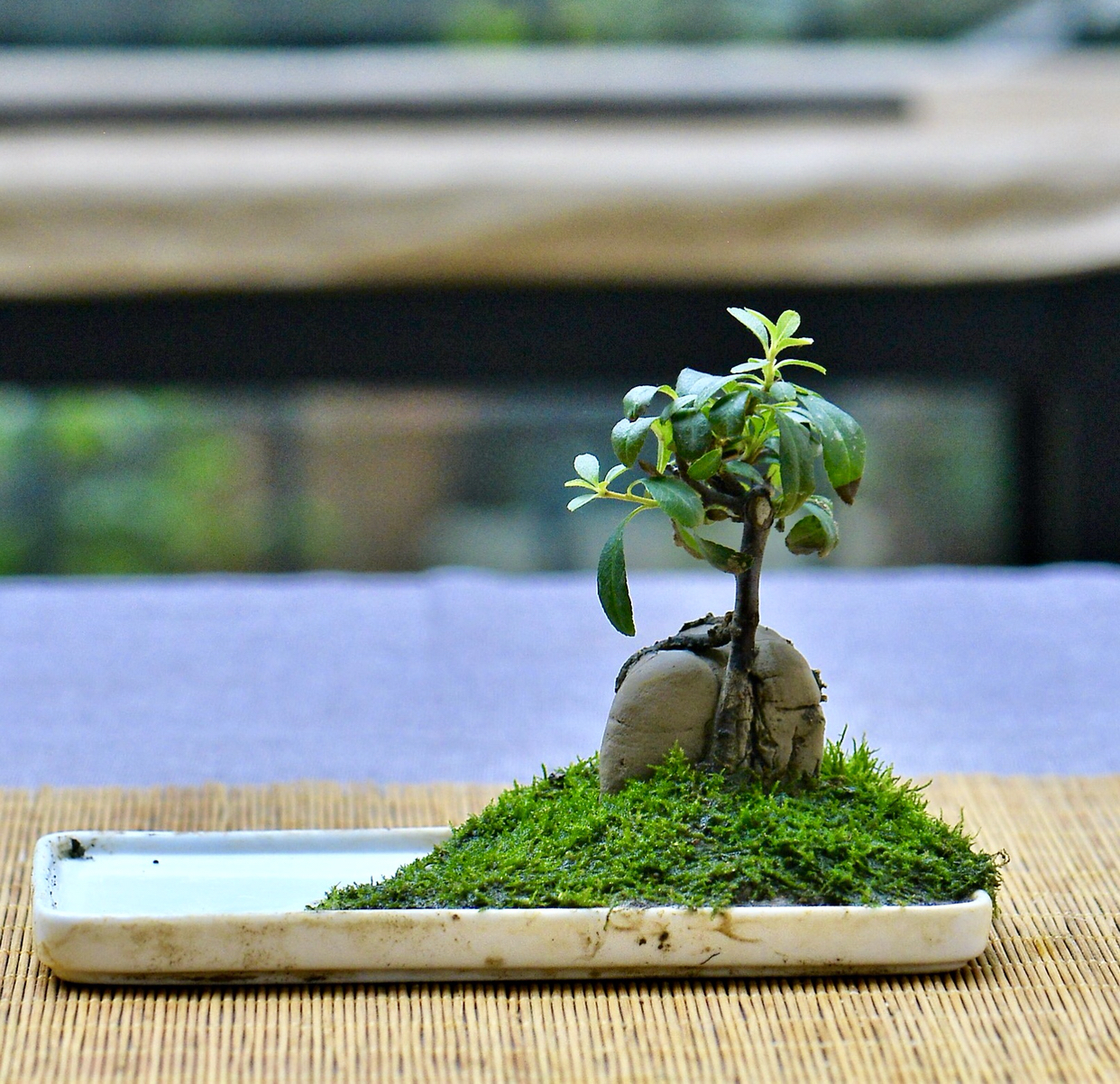 加拿大盆景老师新作 树石搭配的微盆景