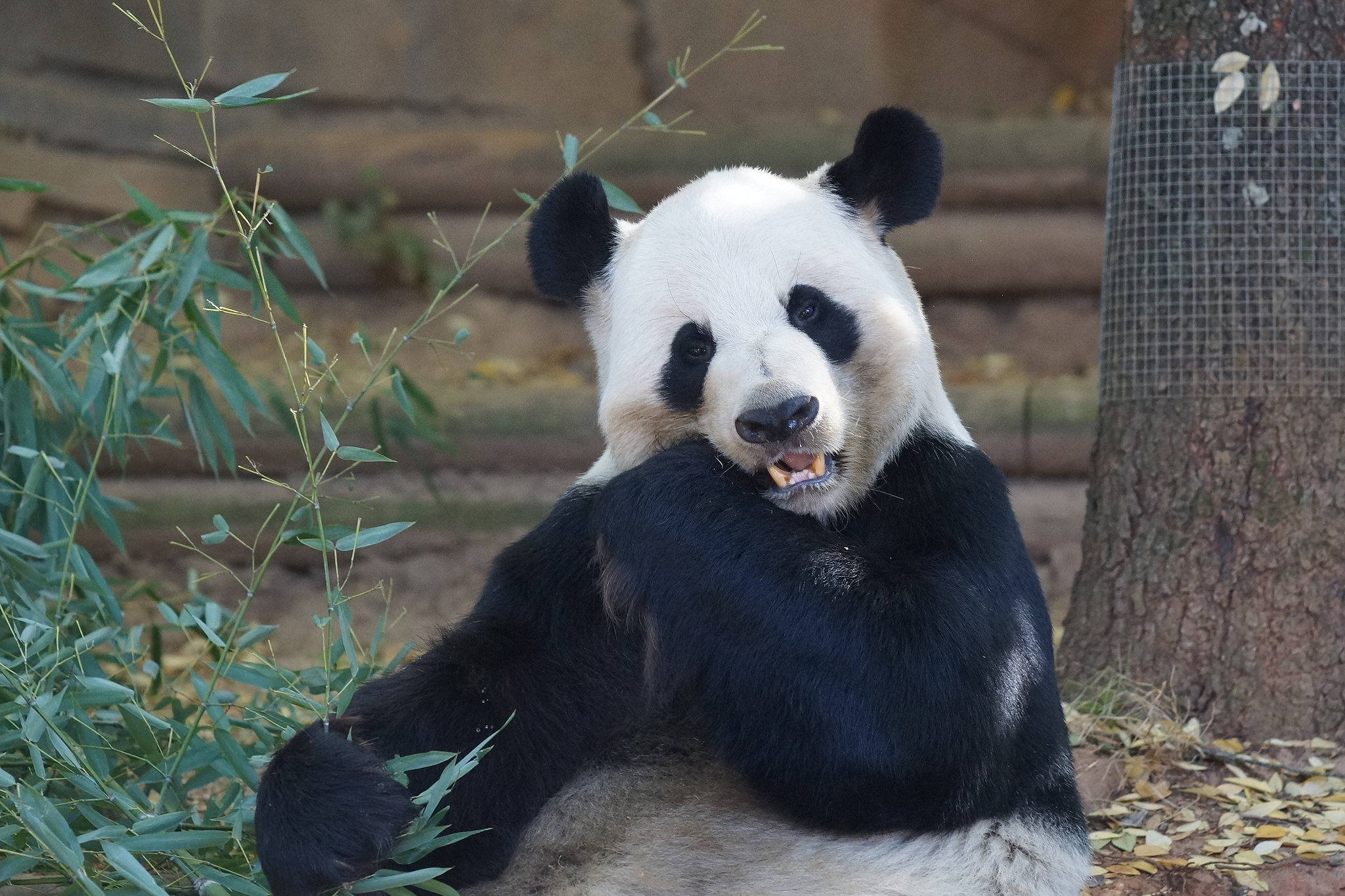 来自美国亚特兰大的大熊猫宝宝洋洋向你问好