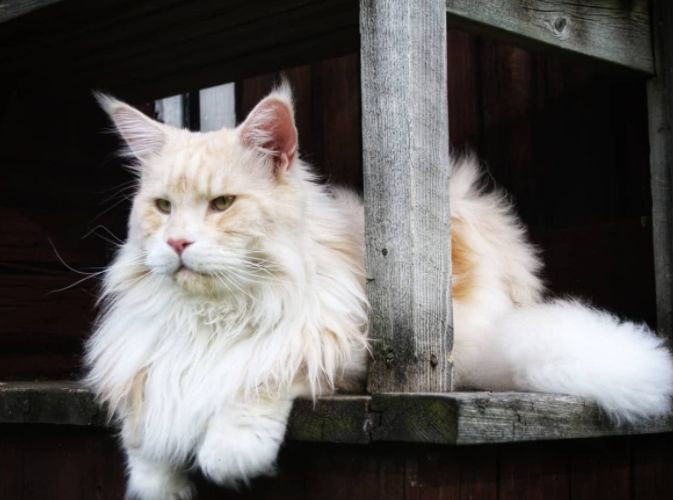 身长超1米,相比之下橘猫太弱!