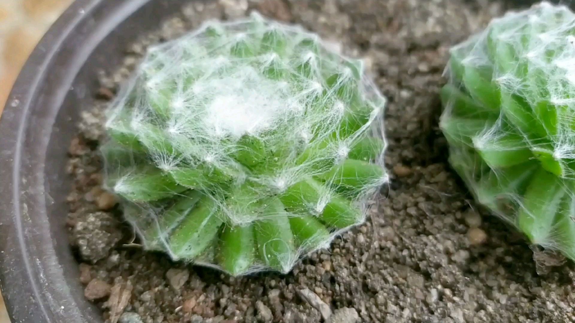 多肉蛛丝卷绢特别可爱,我们来看它怎养护的