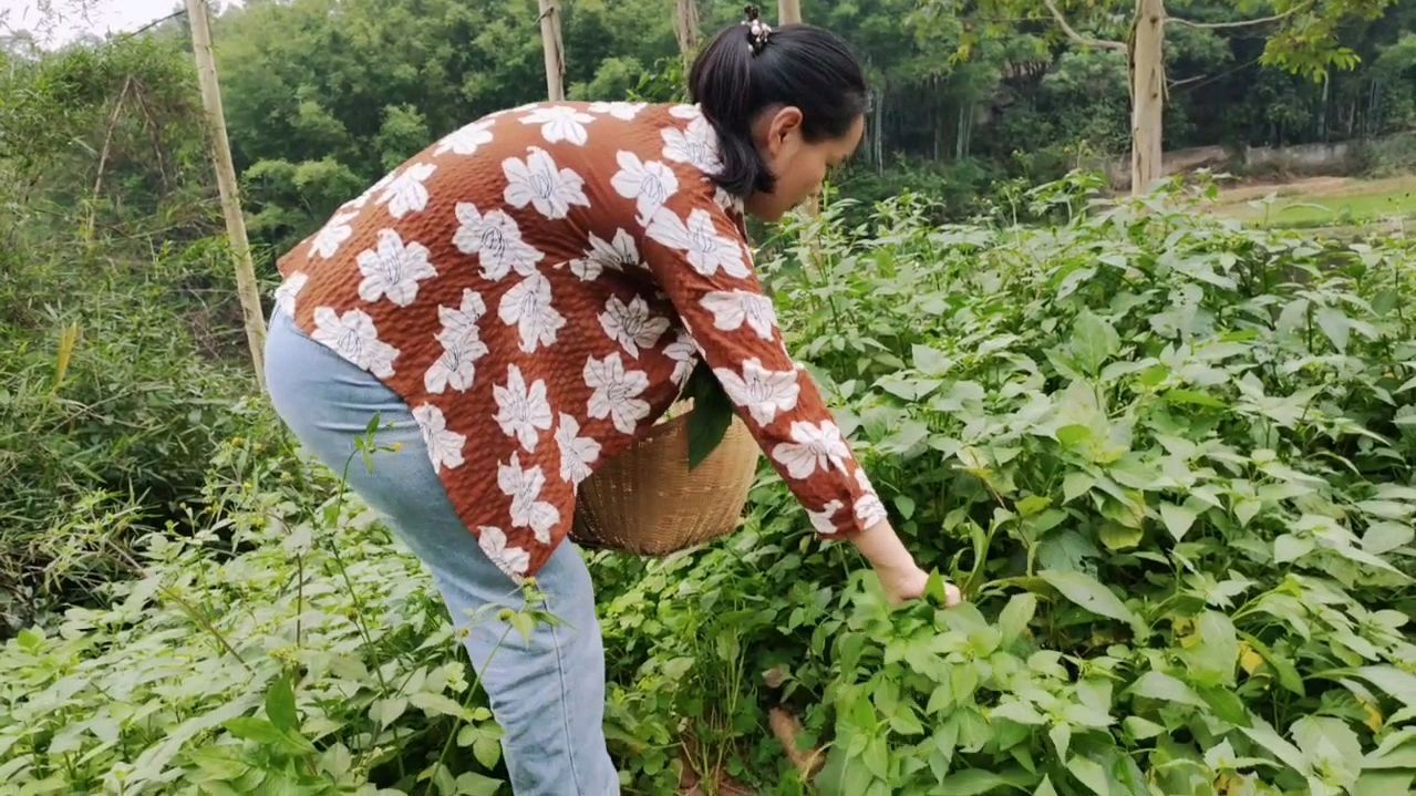 白花菜是农村常见的一种野菜,很多人都喜欢拿它打汤,你试过吗