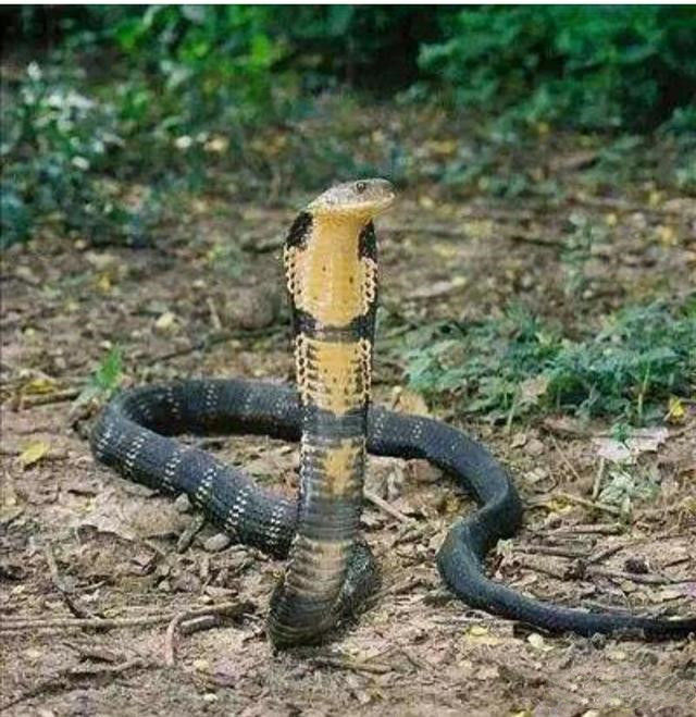 农村常见的土公蛇,是不是剧毒蛇?和眼镜蛇相比,哪个毒性更强?