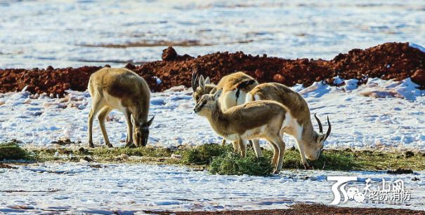新疆卡拉麦里山有蹄类野生动物自然保护区野生动物撒欢觅食