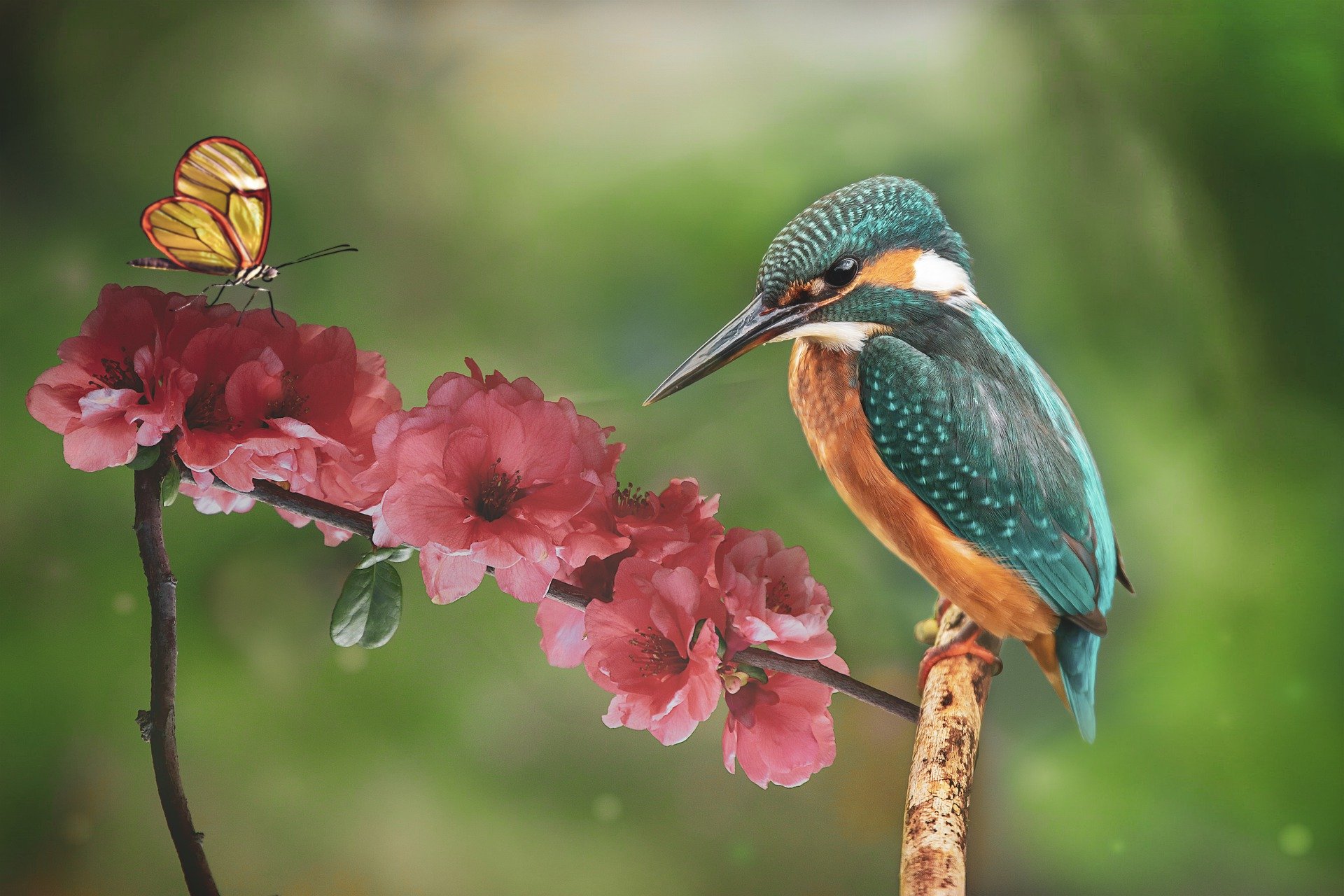 来看一看高清摄像头下面极致美丽的精灵鸟