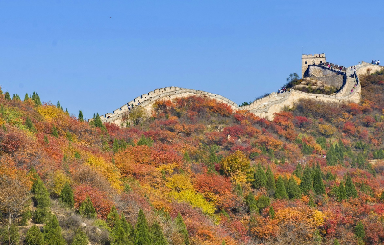 延庆的八达岭国家森林公园红叶岭,又见秋叶红,许多市民与游客来到长城