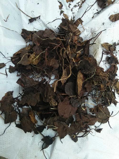 每一味中药背后都有一个美丽传说之鹿衔草