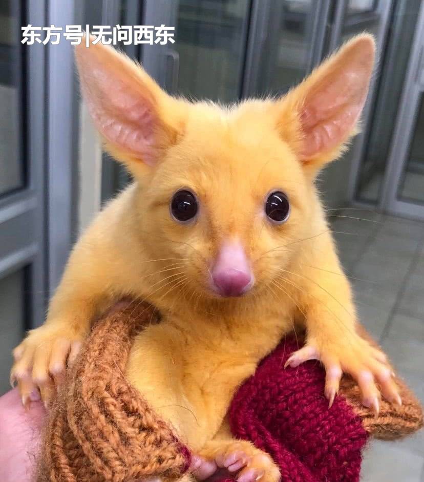 皮卡丘,是你吗?澳大利亚这只"变异"可爱金色负鼠走红网络