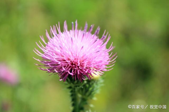 刺儿花是小蓟草的别称,是一种野菜