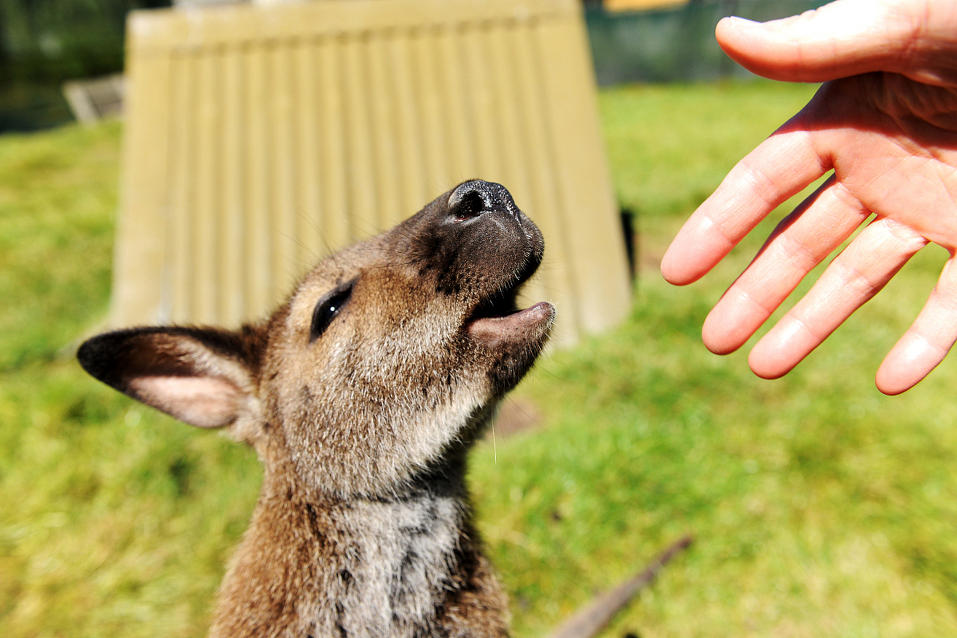 袋鼠是澳大利亚的特色动物,它们有着神奇跳跃能力,可爱的袋鼠宝宝在