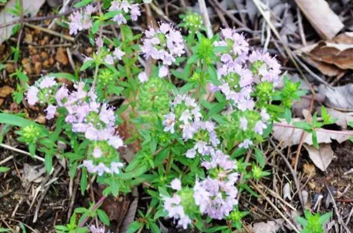 农村常见杂草,炒羊肉可去羊膻味,药用价值极高,市场卖40一斤