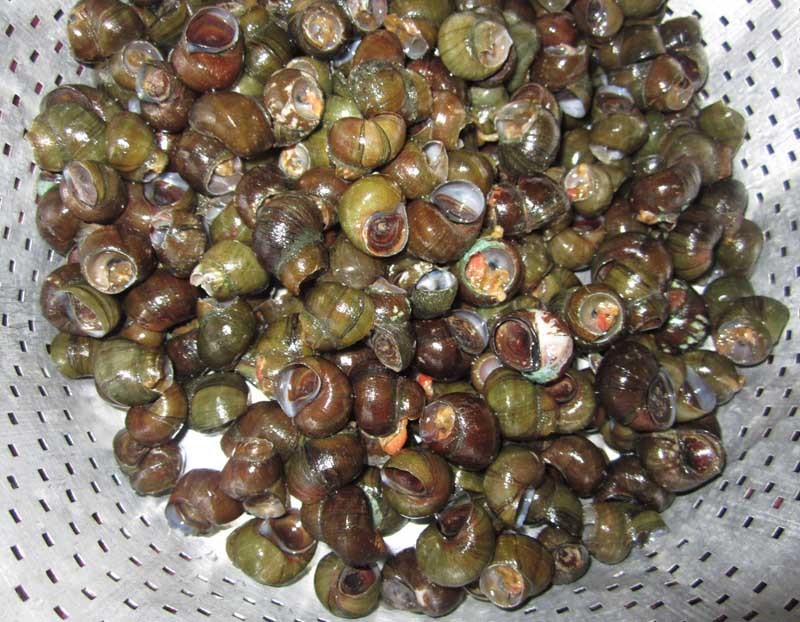 在家就能做出紫苏炒田螺,简单不复杂,学会了田螺好吃又卫生