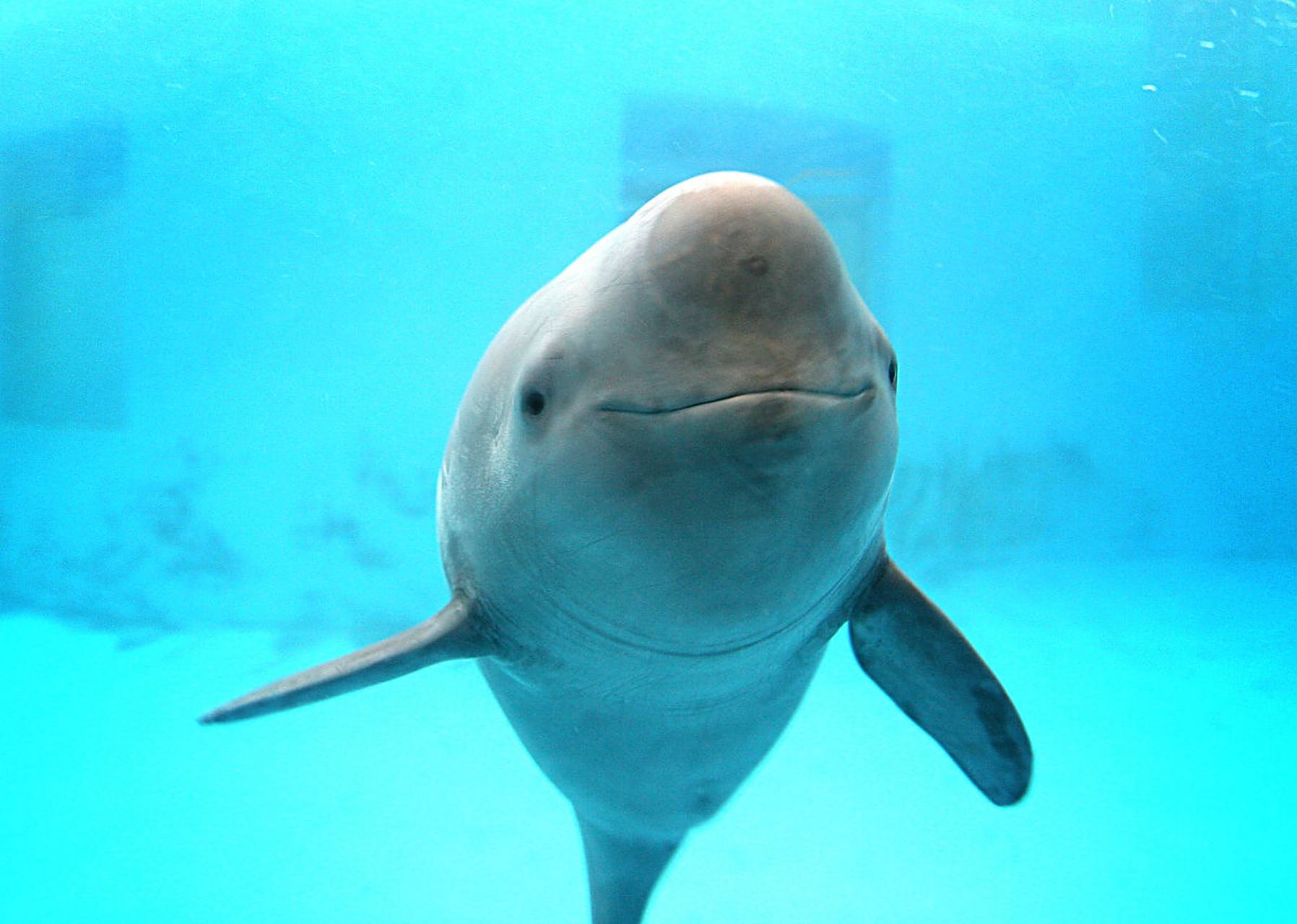 白鳍豚,生活在水中的精灵,水中的"国宝".#动物趣图