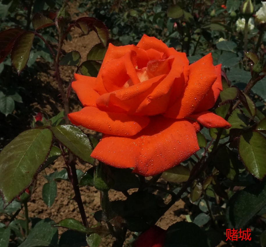 月季- 热门商品专区