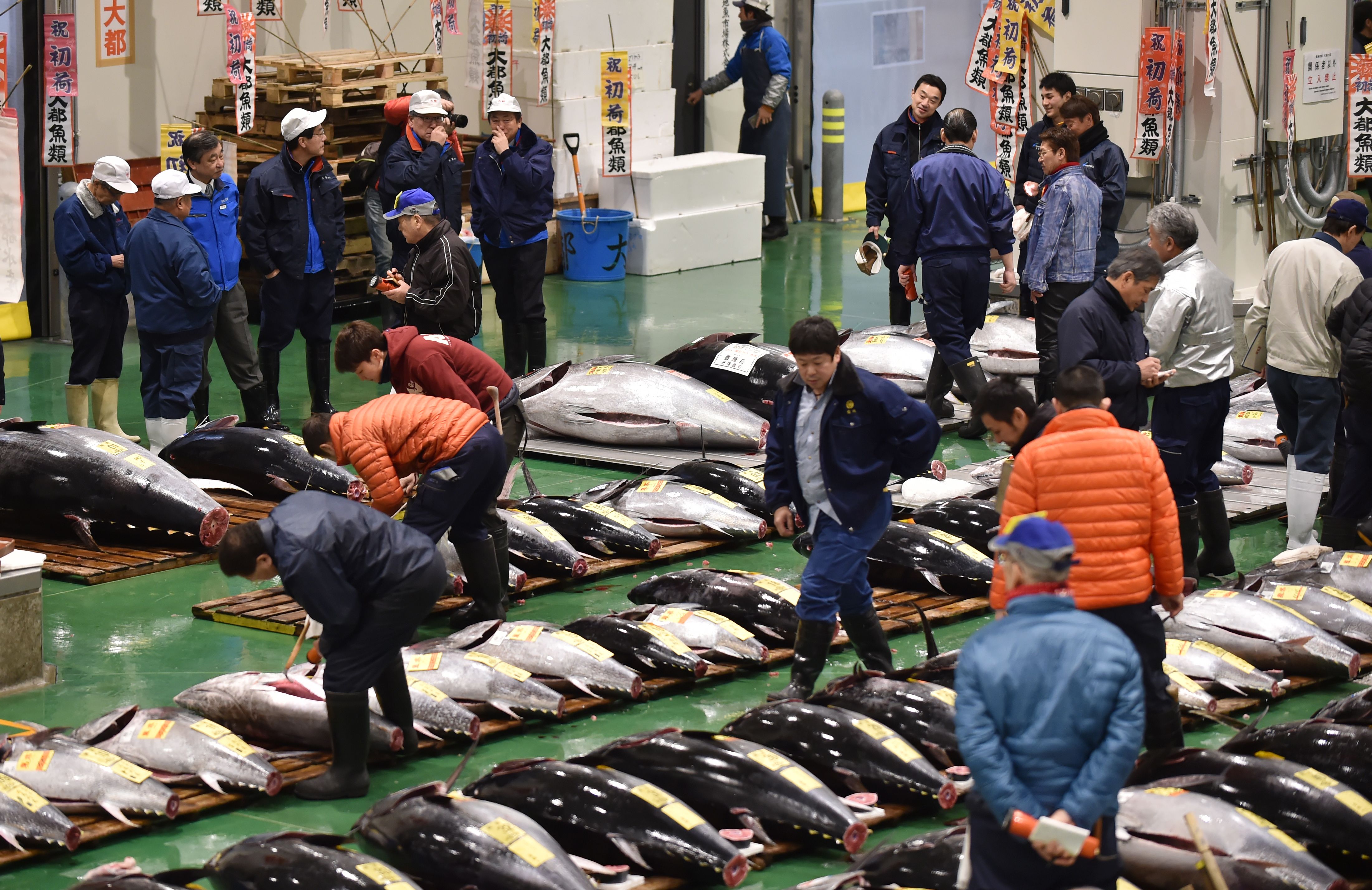 东京丰洲市场新年开市(30)