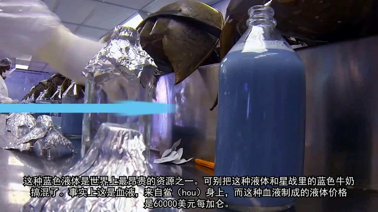 蜘蛛的血为什么也是蓝色的?它和珍贵的鲎血有关系吗?