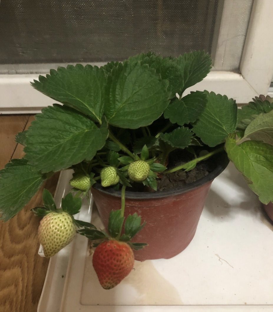 阳台盆栽草莓,想开花结果?这3点缺一不可,果子挂满盆
