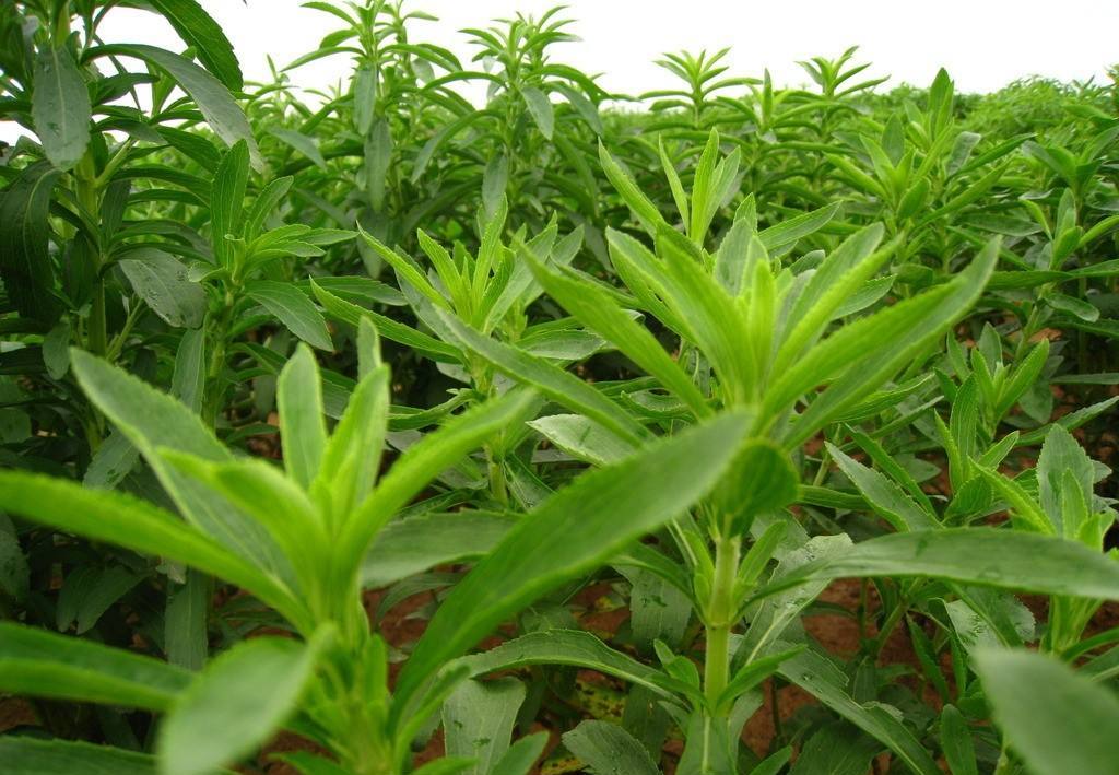 甜叶菊 - 热门商品专区