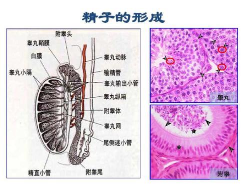 如何判断少精症,弱精症?