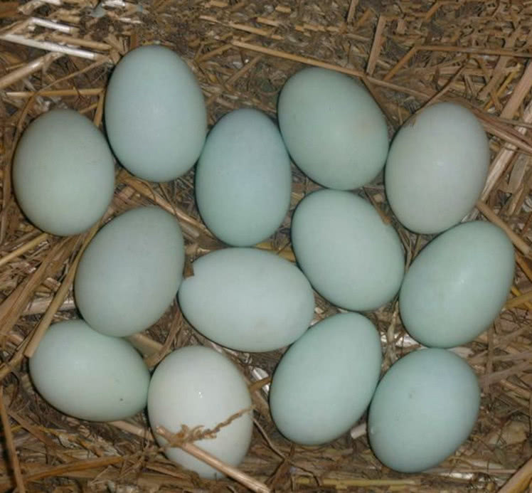 为什么大型购物商场有鸡蛋和鸭蛋,就是看不到鹅蛋?网友:明白了