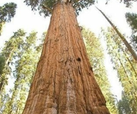铁桦木属珍稀濒危野生植物,为极危物种,处于灭绝的边缘.