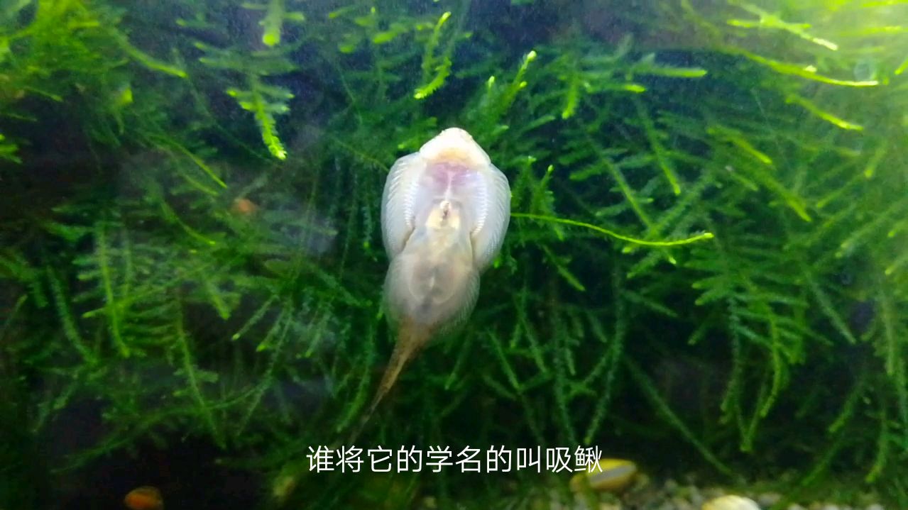 有趣又好养的工具鱼——琵琶鼠鱼