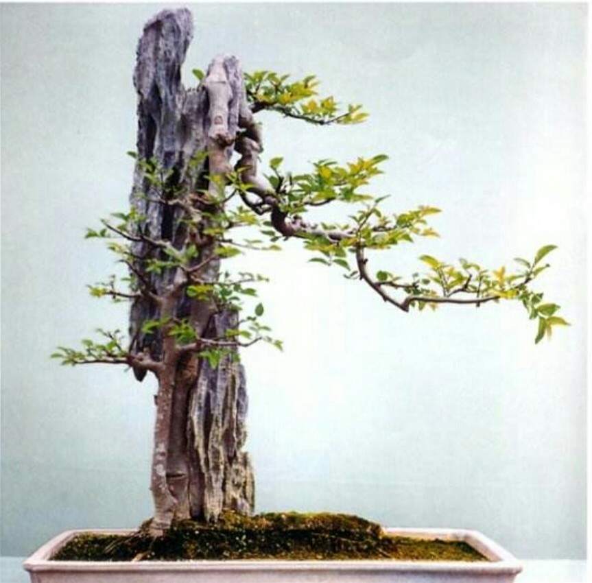 附石盆景:石与树的完美结合