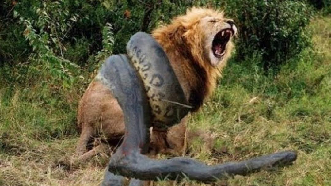 为何血腥的杀戮在动物间不断的上演?